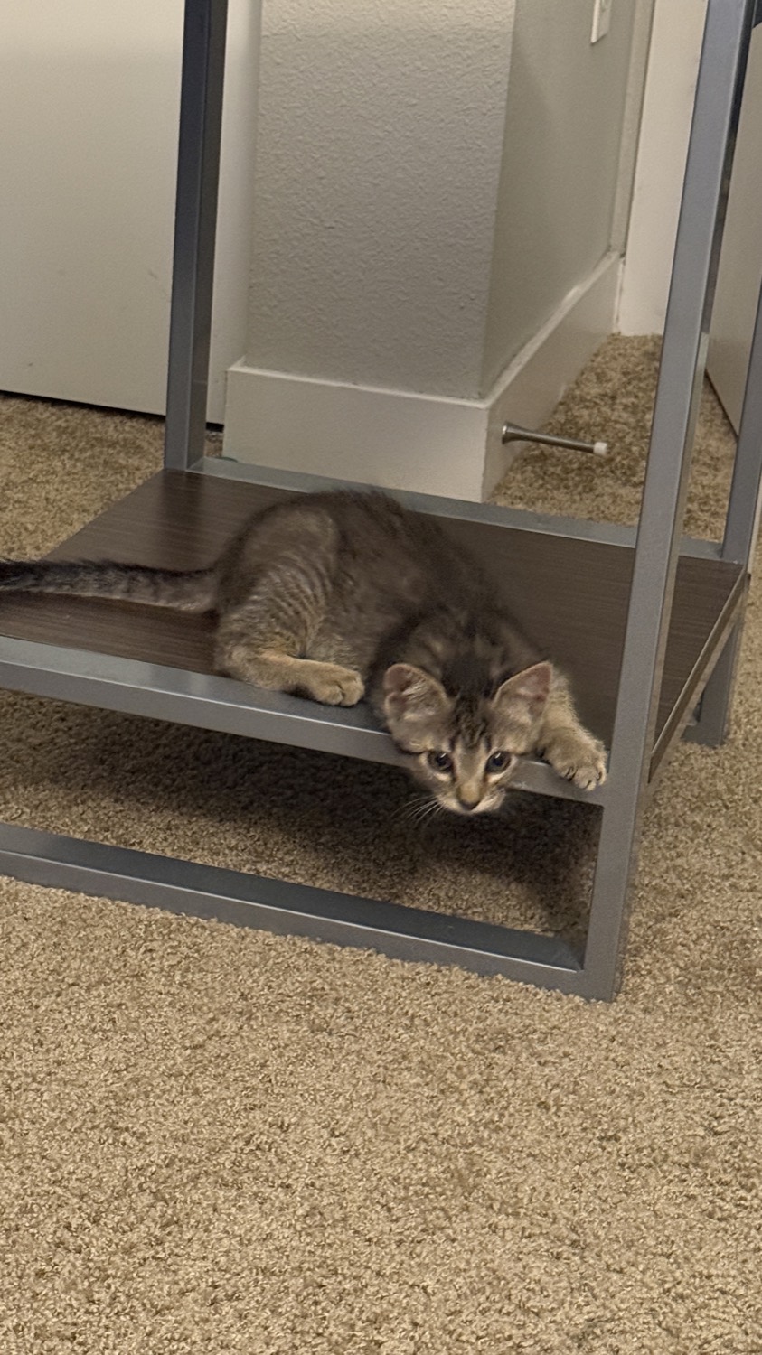 Grey tabby kitten lounging on the lower shelf of a side table