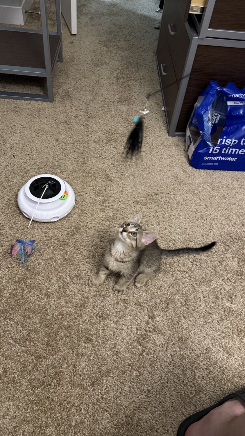 Kitten sitting up and looking at a feather wand toy mid-swing