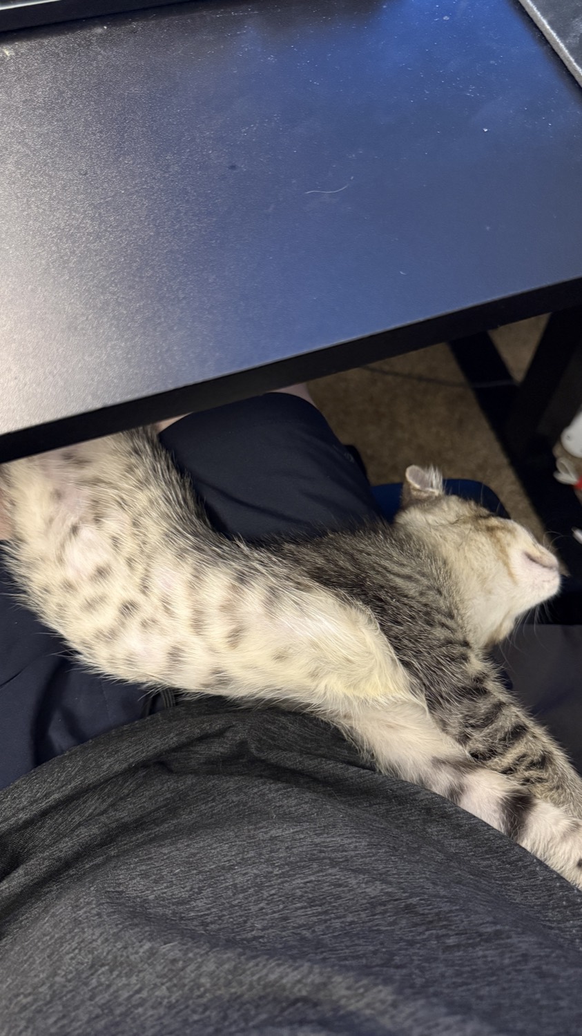 Kitten asleep sprawled across a lap under a desk
