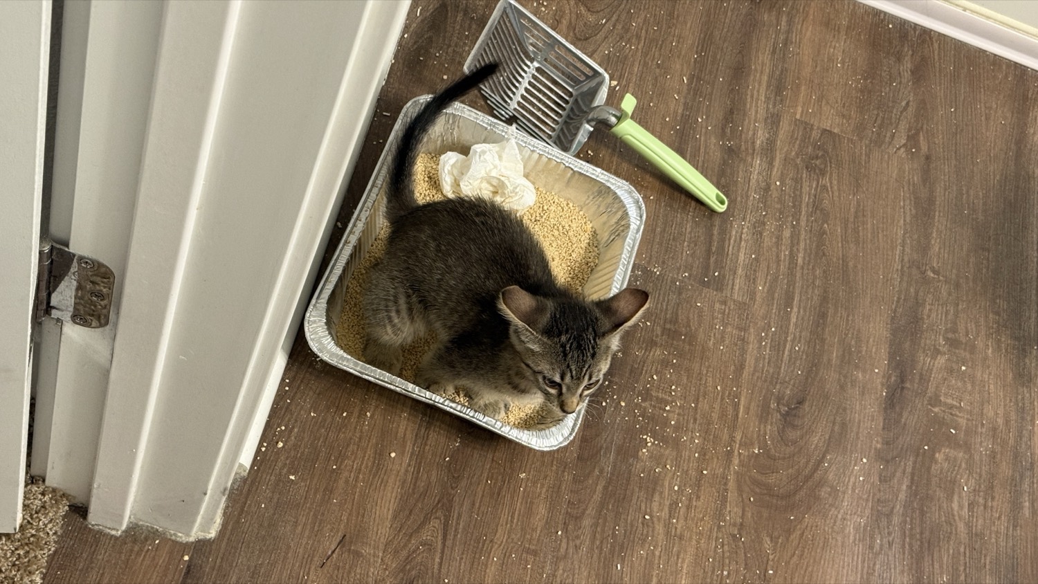 Kitten curled up sitting inside a foil litter tray