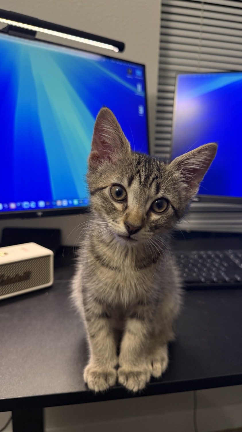 Tabby kitten sitting upright on a desk in front of two monitors
